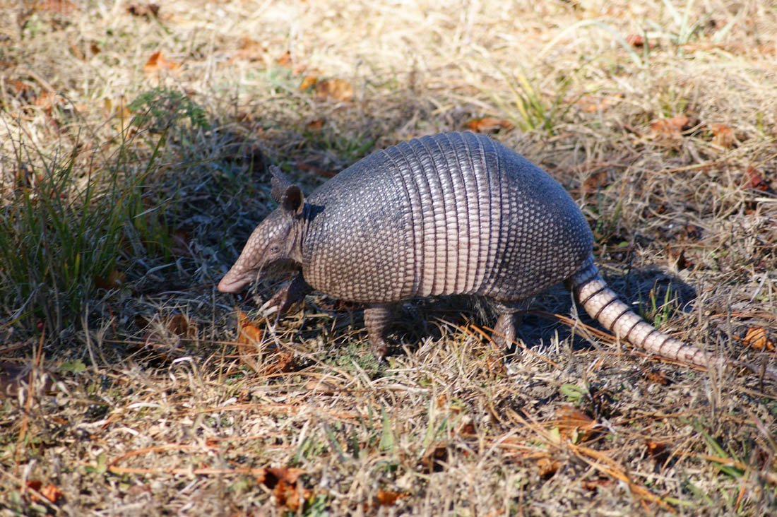 Chasing Armadillos by Maggie Millus – Barmy Bottom Hollow